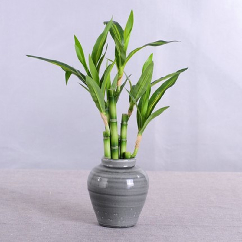 New 40cm rFtificial Lucky Bamb - Aquarium Marine Fish recensione e prezzo